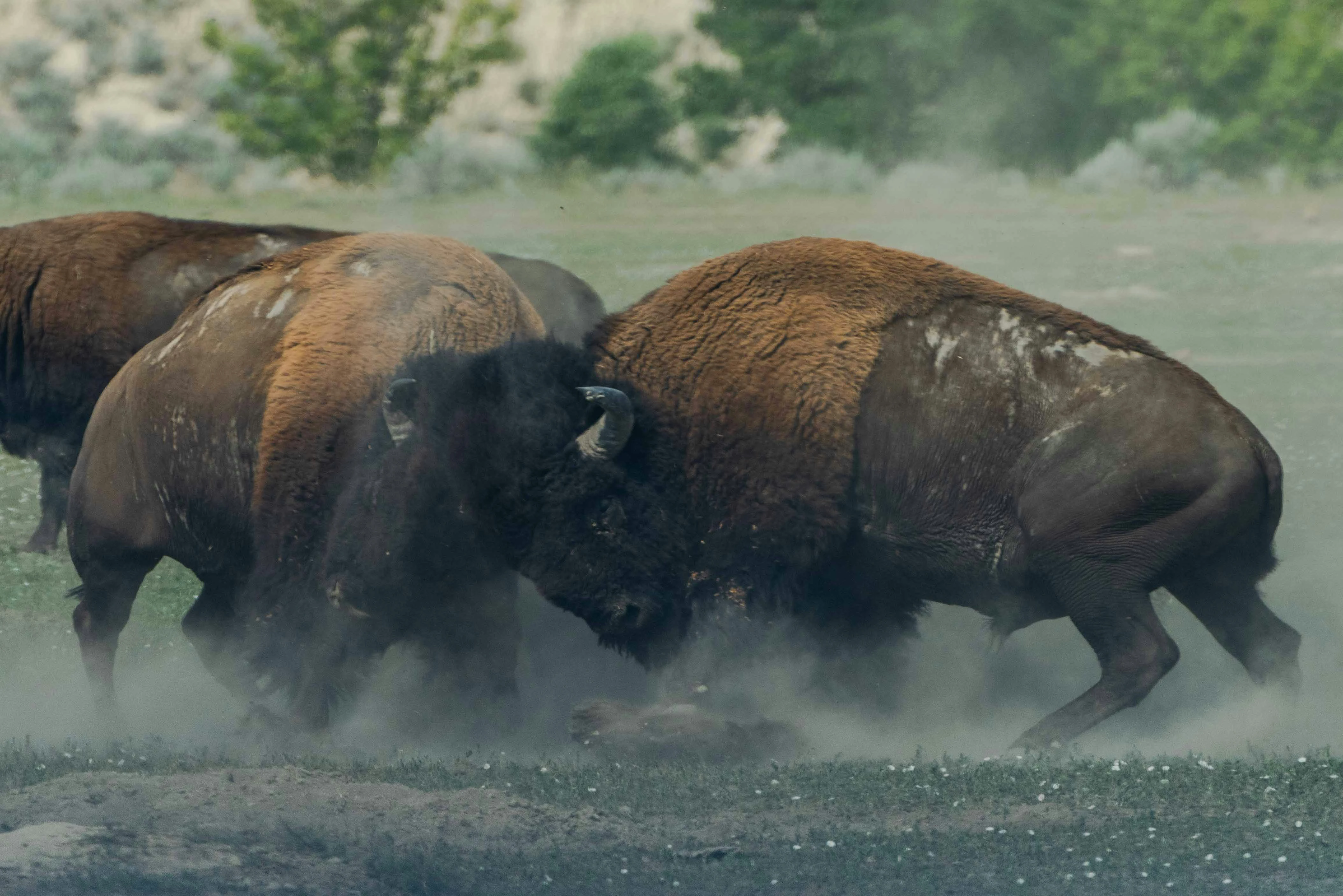 Kampf zwischen zwei Bisons als Metapher für Personalgespräch wegen Fehlverhalten